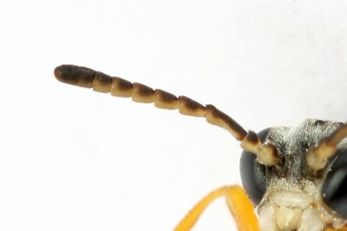 Réf. 271 864 : Athalia rosae