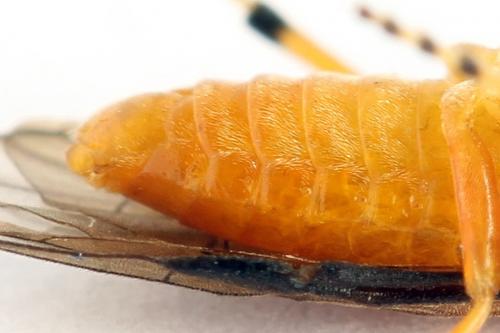 Réf. 271 865 : Athalia rosae