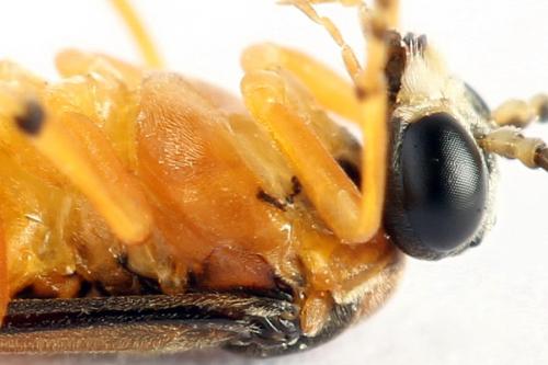 Réf. 271 866 : Athalia rosae