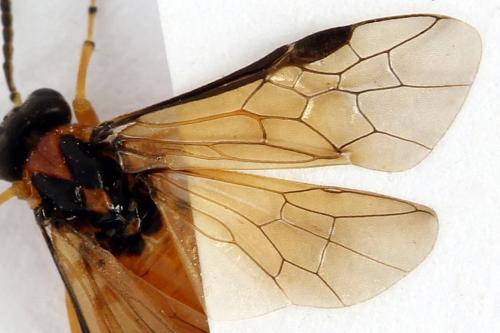 Réf. 271 868 : Athalia rosae