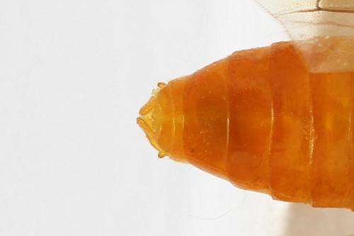 Réf. 271 869 : Athalia rosae