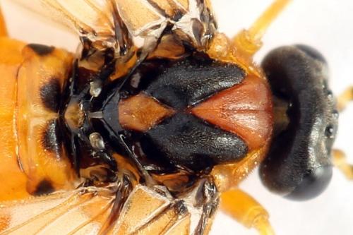 Réf. 271 872 : Athalia rosae