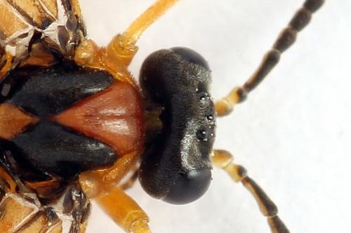 Réf. 271 873 : Athalia rosae