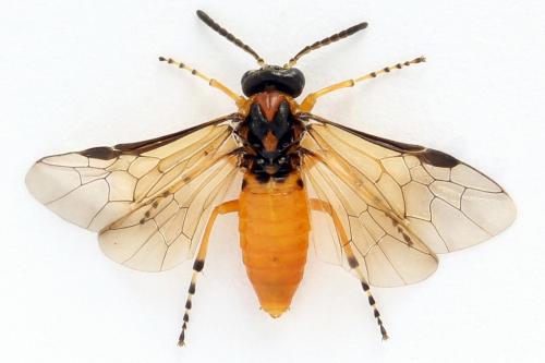 Réf. 271 874 : Athalia rosae