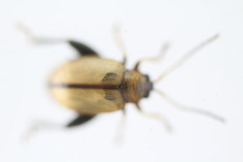 Longitarsus melanocephalus