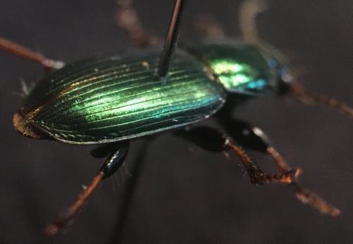 Réf. 271 205 : Harpalus distinguendus