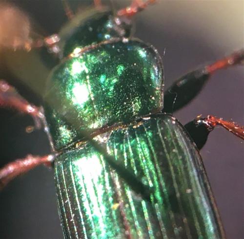 Réf. 271 208 : Harpalus distinguendus