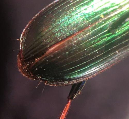 Réf. 271 206 : Harpalus distinguendus