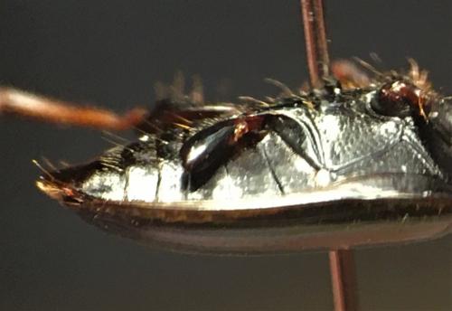 Harpalus distinguendus