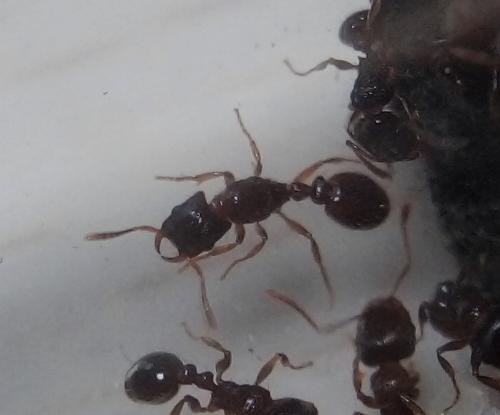 Strongylognathus testaceus