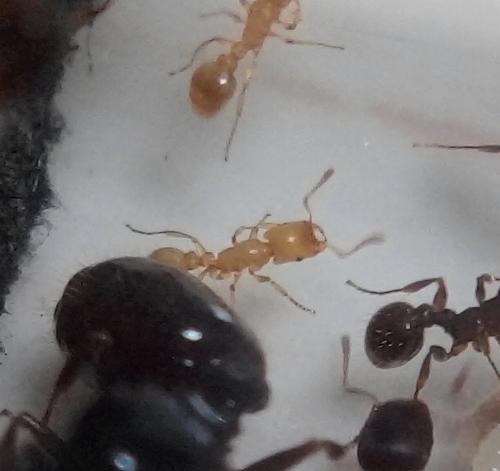 Strongylognathus testaceus