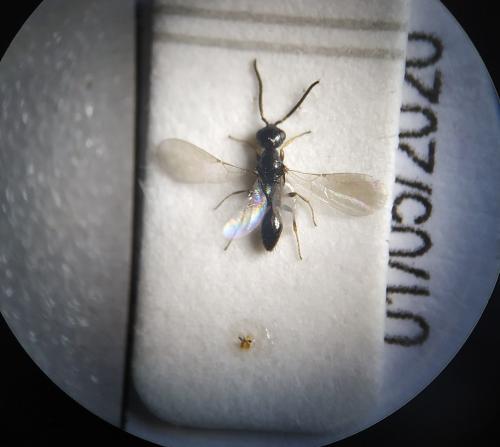 Laelius fumimarginalis