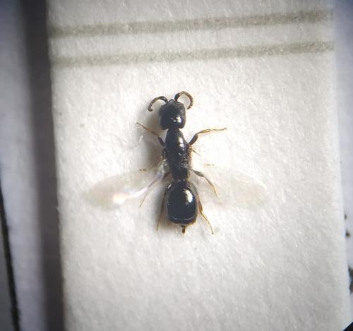 Cephalonomia mycetophila