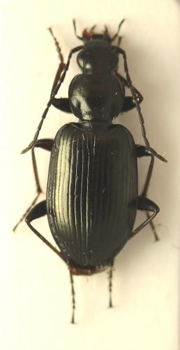 Agonum micans