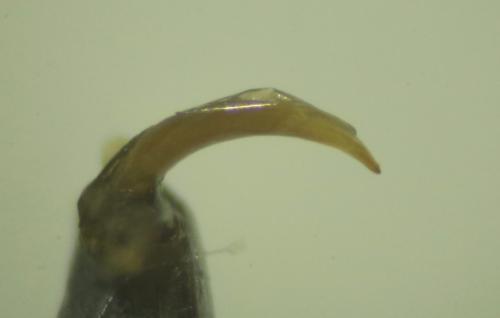 Agonum micans