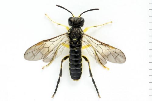 Réf. 271 562 : Tenthredo notha