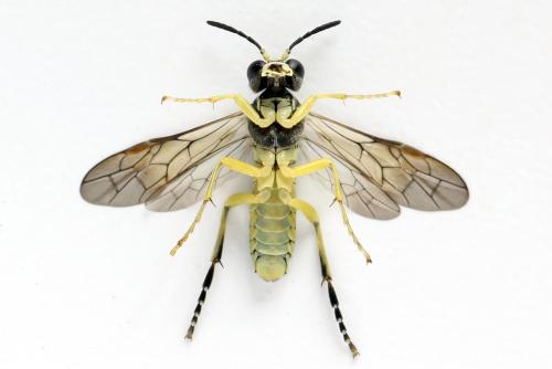 Réf. 271 563 : Tenthredo notha