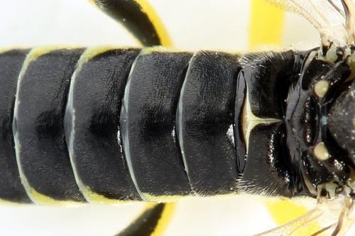 Réf. 271 565 : Tenthredo notha