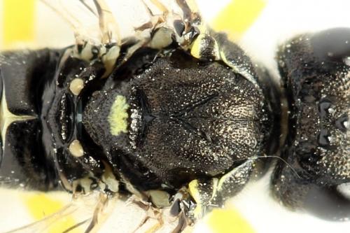 Réf. 271 566 : Tenthredo notha