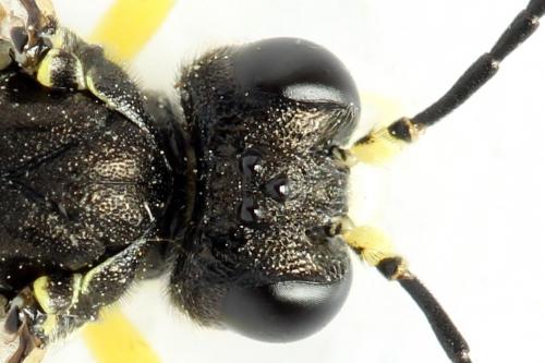 Réf. 271 567 : Tenthredo notha