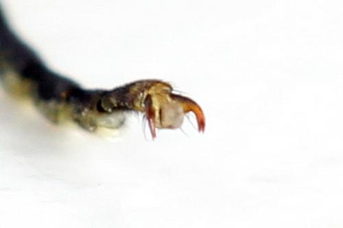 Réf. 271 568 : Tenthredo notha