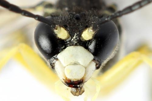 Réf. 271 570 : Tenthredo notha