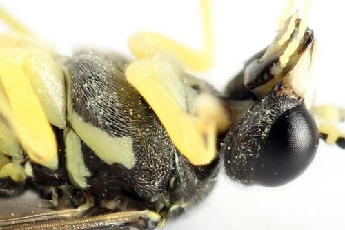 Réf. 271 573 : Tenthredo notha