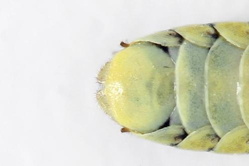Réf. 271 577 : Tenthredo notha