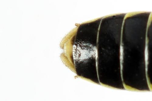 Réf. 271 576 : Tenthredo notha