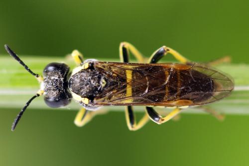 Réf. 271 583 : Tenthredo notha