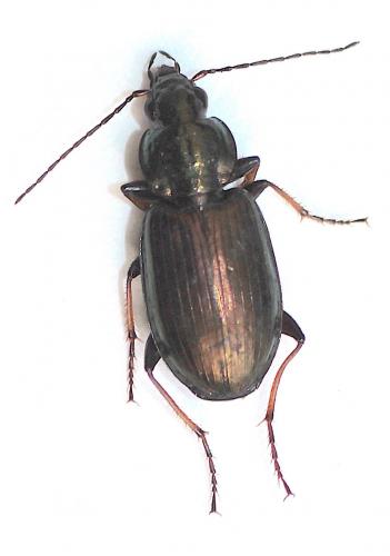 Réf. 271 460 : Agonum muelleri
