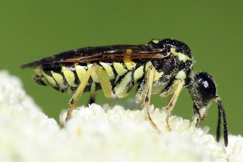 Réf. 271 578 : Tenthredo notha