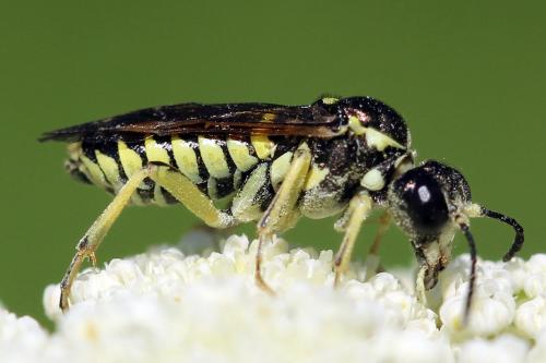 Réf. 271 579 : Tenthredo notha