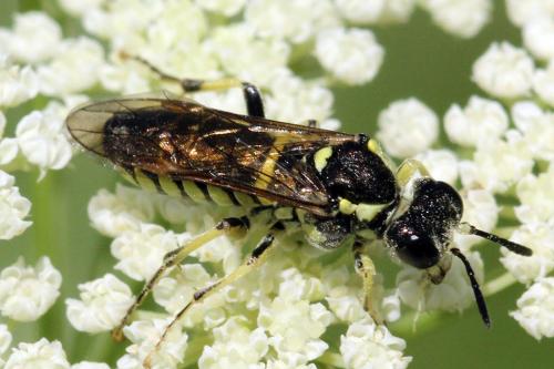 Réf. 271 580 : Tenthredo notha