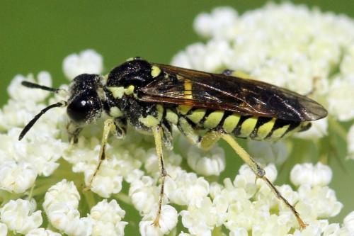Réf. 271 581 : Tenthredo notha