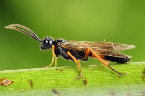 Emphytus calceatus