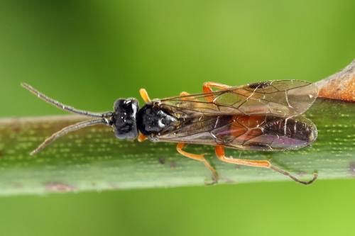Réf. 271 815 : Emphytus calceatus