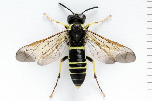 Réf. 271 584 : Tenthredo notha
