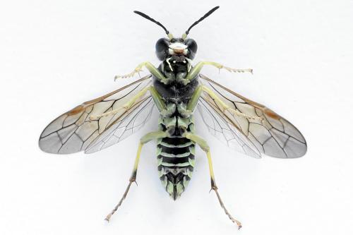 Réf. 271 585 : Tenthredo notha