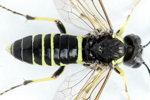 Réf. 271 586 : Tenthredo notha