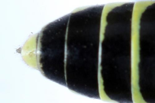 Réf. 271 589 : Tenthredo notha