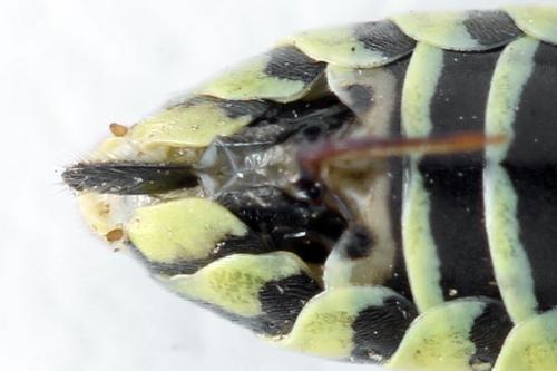Réf. 271 590 : Tenthredo notha