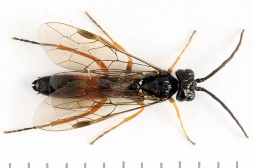 Emphytus calceatus