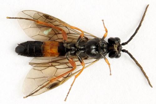 Emphytus calceatus