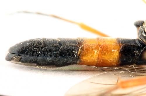 Emphytus calceatus