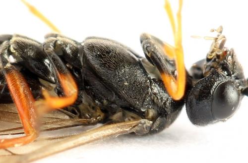Emphytus calceatus