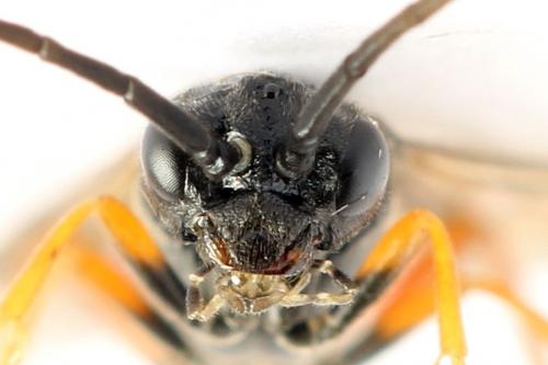 Réf. 271 821 : Emphytus calceatus
