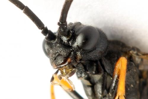 Emphytus calceatus