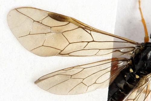 Emphytus calceatus