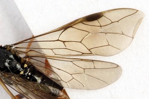 Réf. 271 824 : Emphytus calceatus